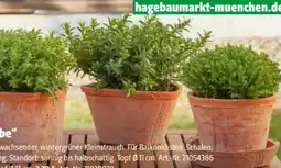 Hagebau Hebe Green Globe Angebot