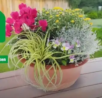 Hagebau Herbstschale Angebot