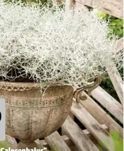 Hagebau Calocephalus Stacheldraht Angebot