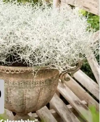 Hagebau Calocephalus Stacheldraht Angebot