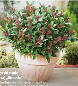 Hagebau Blütenskimmie Skimmia Rubella Angebot
