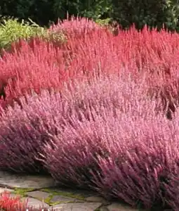 Hagebau Beauty Ladies Besenheide Calluna Vulgaris Angebot