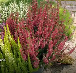Hagebau Beauty Ladies Besenheide Calluna Vulgaris Quattro Angebot