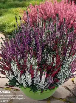 Hagebau Beauty Ladies Calluna vulgaris Angebot