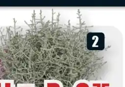 B1 Discount Baumarkt Stacheldrahtpflanze Angebot