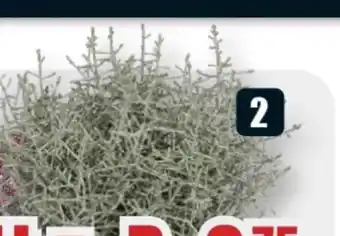 B1 Discount Baumarkt Stacheldrahtpflanze Angebot