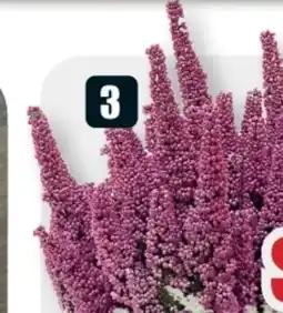 B1 Discount Baumarkt Glockenheide Erika Angebot