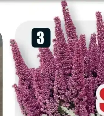 B1 Discount Baumarkt Glockenheide Erika Angebot