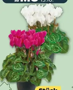 NETTO Alpenveilchen Cyclamen Angebot