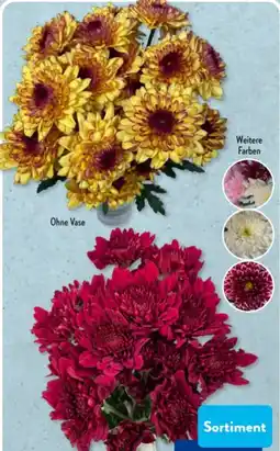 Aldi Süd Chrysanthemen Angebot