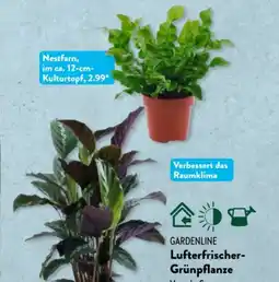 Aldi Süd Gardenline Lufterfrischer Grünpflanze Angebot