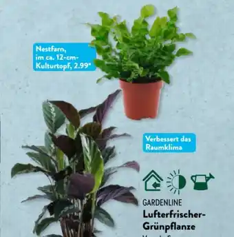 Aldi Süd Gardenline Lufterfrischer Grünpflanze Angebot