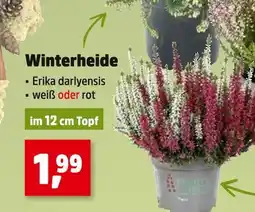 Thomas Philipps Winterheide weiß Angebot