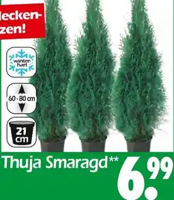 Wreesmann Thuja smaragd Angebot