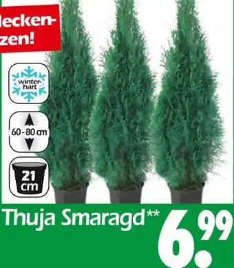 Wreesmann Thuja smaragd Angebot