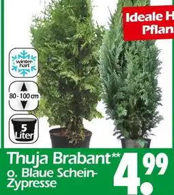 Wreesmann Thuja brabant Angebot