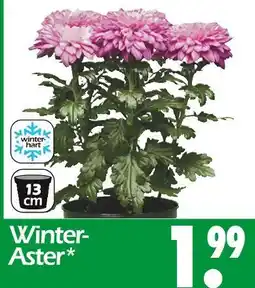 Wreesmann Winter-aster Angebot