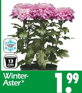 Wreesmann Winter-aster Angebot