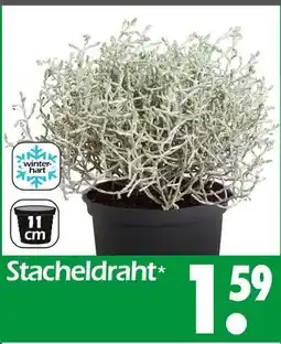 Wreesmann Stacheldraht Angebot