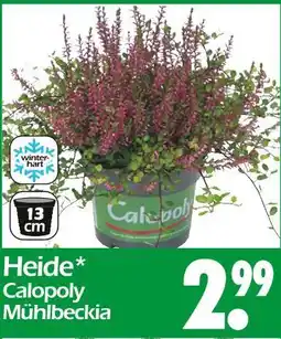Wreesmann Calopoly heide mühlbeckia Angebot