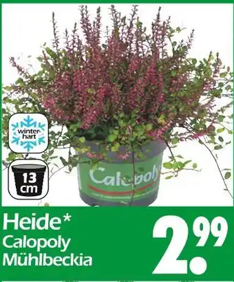 Wreesmann Calopoly heide mühlbeckia Angebot