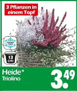 Wreesmann Heide triolino Angebot