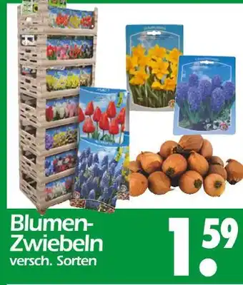 Wreesmann Blumen-zwiebeln Angebot