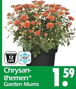 Wreesmann Chrysanthemen garden mums Angebot