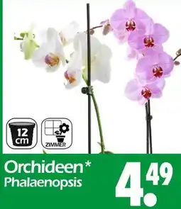 Wreesmann Orchideen phalaenopsis Angebot