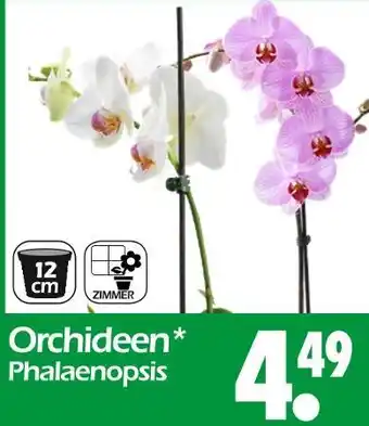 Wreesmann Orchideen phalaenopsis Angebot