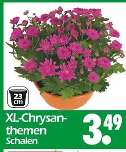Wreesmann Xl-chrysanthemen schalen Angebot