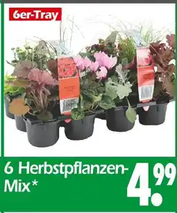 Wreesmann 6 herbstpflanzen-mix Angebot