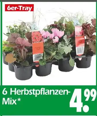 Wreesmann 6 herbstpflanzen-mix Angebot