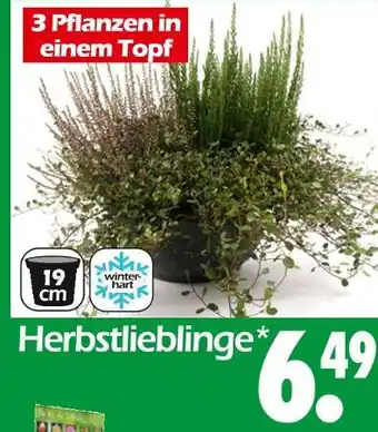 Wreesmann Herbstlieblinge Angebot