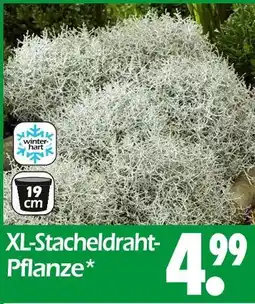Wreesmann Xl-stacheldraht-pflanze Angebot