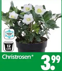 Wreesmann Christrosen Angebot