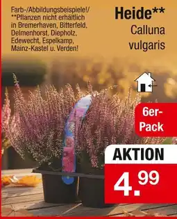 Zimmermann Heide Angebot