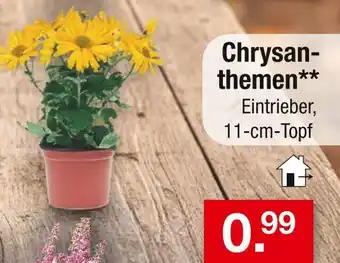 Zimmermann Chrysanthemen Angebot