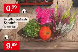 Zimmermann Schale Angebot