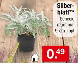 Zimmermann Silberblatt Angebot