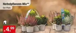 Zimmermann Herbstpflanzen-mix Angebot