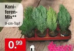 Zimmermann Koniferen-mix Angebot