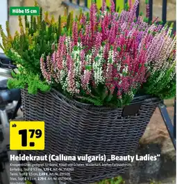 Hagebau Heidekraut (calluna vulgaris) „beauty ladies“ Angebot