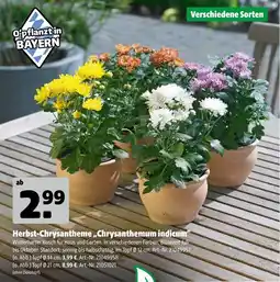 Hagebau Herbst-chrysantheme „chrysanthemum indicum“ Angebot