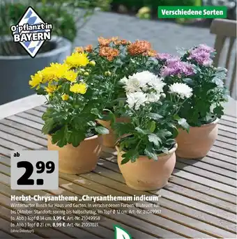 Hagebau Herbst-chrysantheme „chrysanthemum indicum“ Angebot