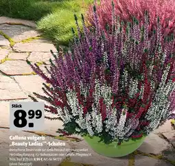 Hagebau Calluna vulgaris „beauty ladies“-schalen Angebot