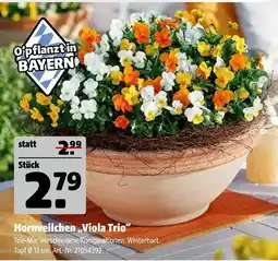 Hagebau Hornveilchen „viola trio“ Angebot