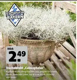 Hagebau Stacheldraht „calocephalus“ Angebot