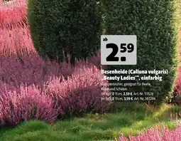 Hagebau Besenheide (calluna vulgaris) „beauty ladies“ einfarbig Angebot