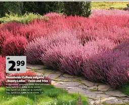 Hagebau Besenheide (calluna vulgaris) „beauty ladies“ twins Angebot